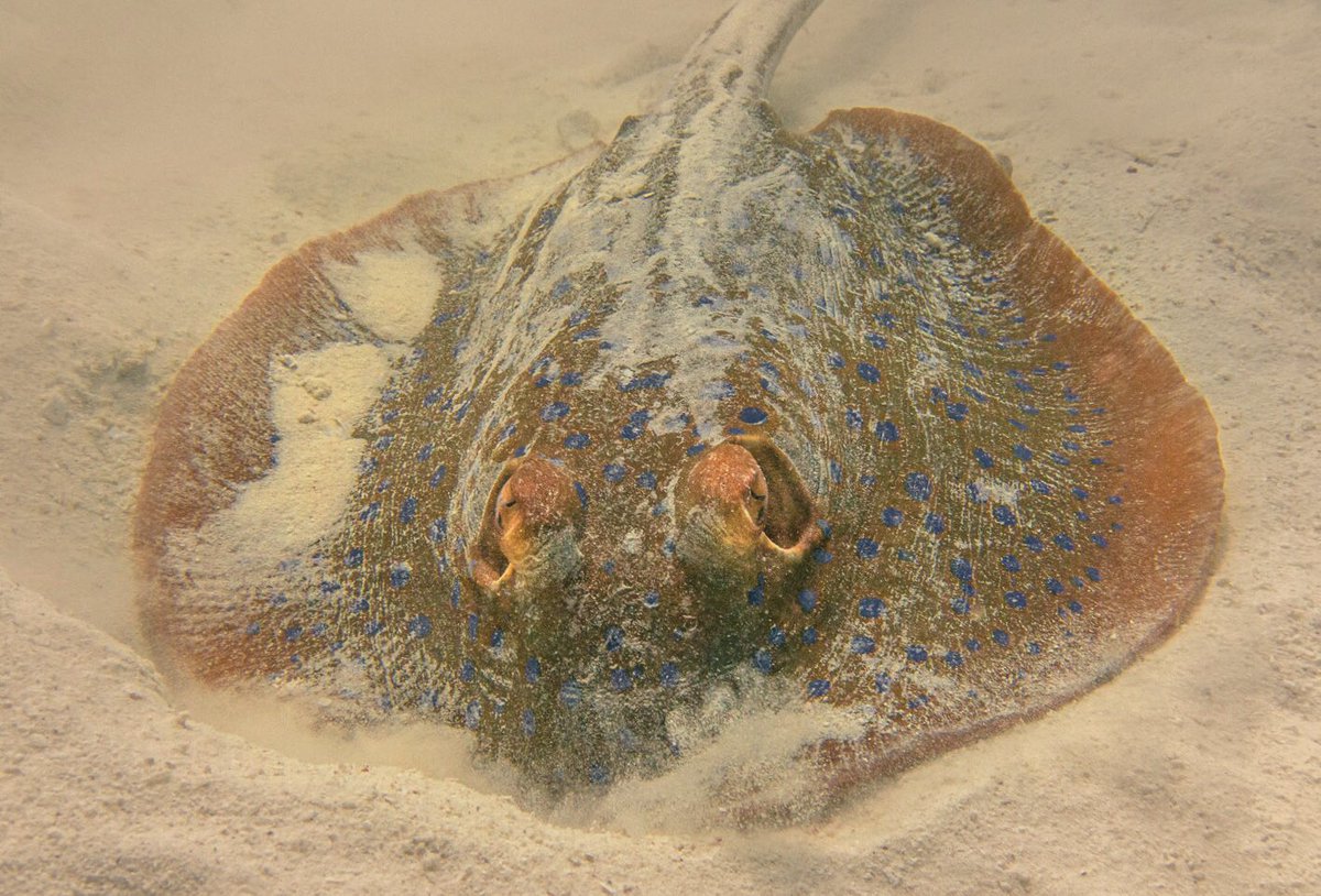 Blue Spotted Stingray of the Ningaloo Reef, WA 👀 #stingray #ningalooreef #westernaustrailia
