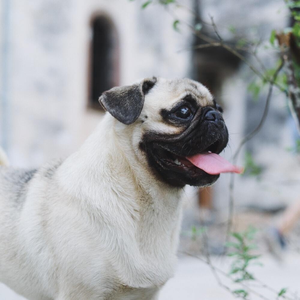 BBseelo's tweet photo. Pug Dog: Everything You Need Know 
Bseelo - Simple Pet's Necessities

Bseelo - Simple Pets Neccessities
Buy your pets' stuff @ https://t.co/uNFtWuKOV8
Follow, Tag, and Share. 
#TearItUpBTS #cats #dogs https://t.co/Qb7QlIQiiy