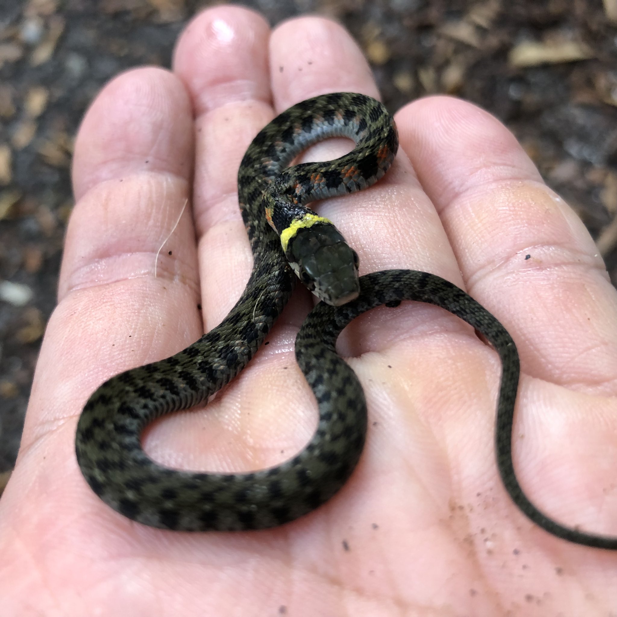 おやまの農園ほーんびる ヤマカガシ の赤ちゃんがいました ヘビは あんまり好きじゃないんだけど これくらいのサイズだと可愛いなぁって思います ヘビ おやま暮らし T Co I5usx5zr8p Twitter