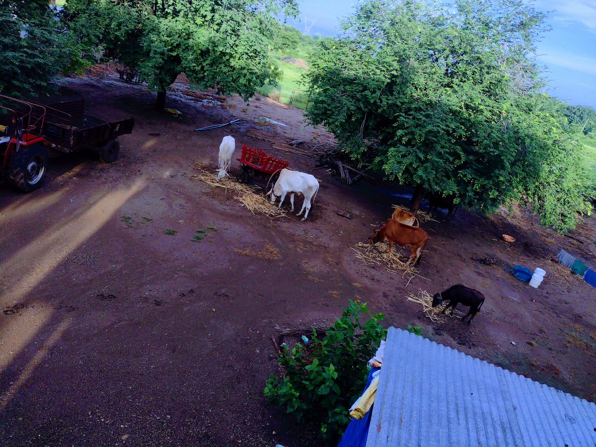 KalpuBhusare's tweet photo. पाऊस वारा सर्वांशी झुंज देऊन रोज नव्या उमेदीने आम्ही शेतकरी दिवसाची सुरुवात करतो....
Good morning 🌄🌄
#goodmorning
#शेतकरीराजा https://t.co/Wxy9gUxTbP