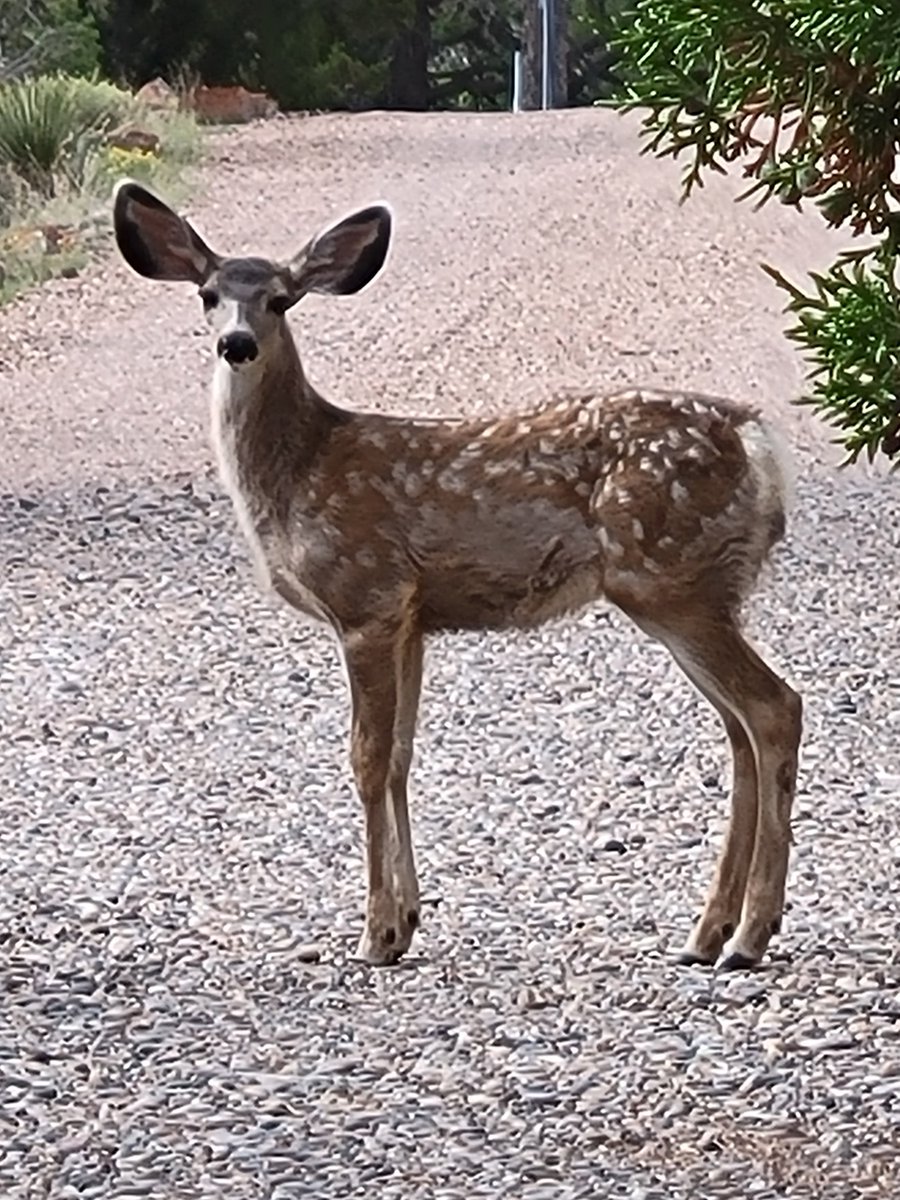 TheGoodbyeBaby's tweet photo. Today's #deer passing through my land, a #fawn looking for #mom. She came along and they reunited. #wildlife #touchofnature https://t.co/O0OK9OkUES