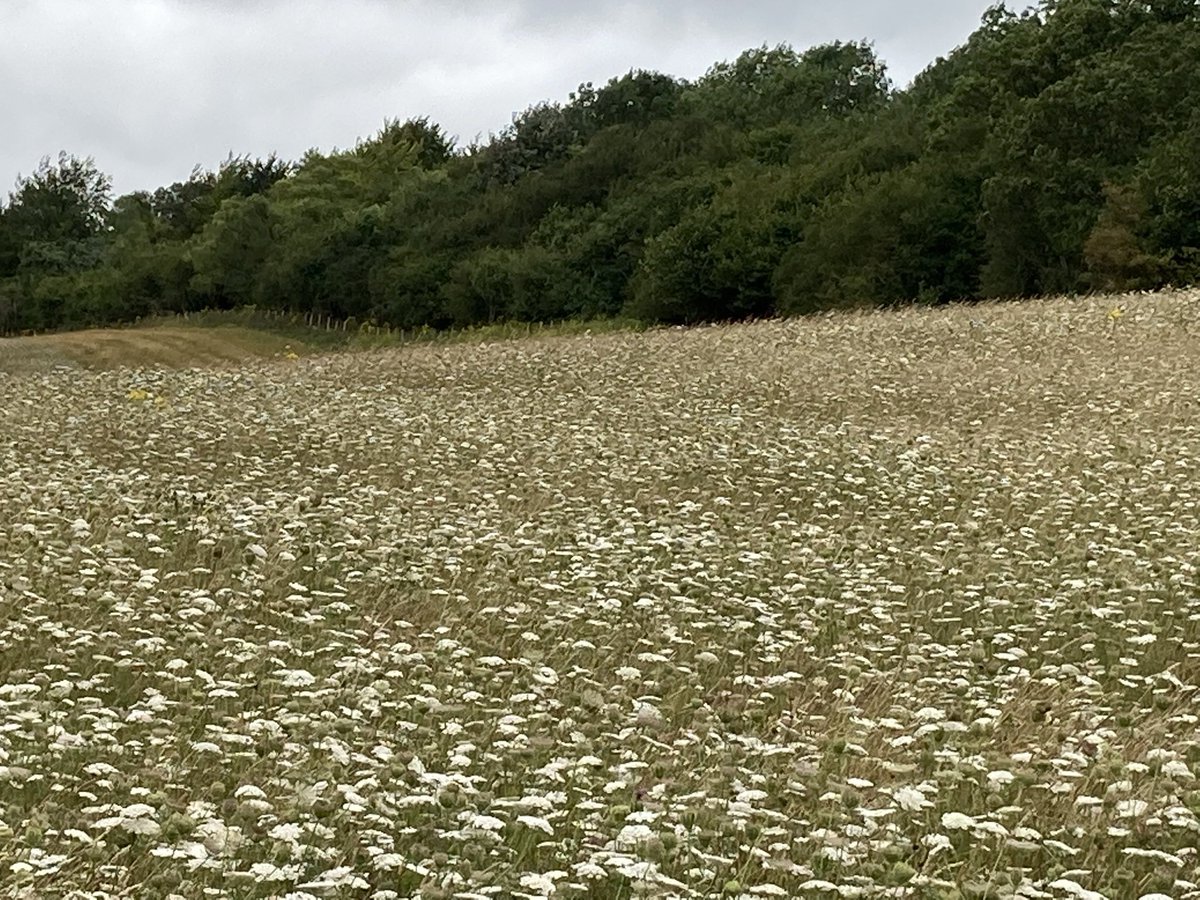 BellwetherKent's tweet photo. We pride ourselves on a balance of good farming practices working with nature for the benefit of future generations. We will be offering guided conservation walks through the wildflower meadows and woodlands, relax in the flowers with a picnic &amp; bottle of @CanterburyCider https://t.co/pe48aoiNJd