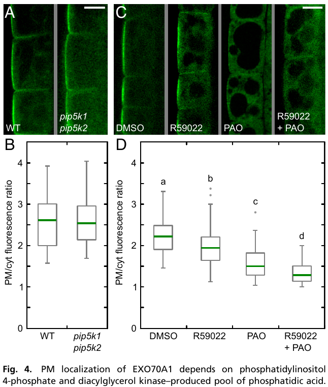 Martin Potocký (@plantmembranes) on Twitter photo Happy to present our new <a href="/PNASNews/">PNASNews</a> paper, showing the architecture of plant exocyst complex and the mechanism of its membrane recruitment. In plants, a single subunit EXO70A1 is doing the job via interactions with multiple lipids. <a href="/UEBavcr/">ÚEB AV ČR</a> <a href="/science_charles/">Faculty of Science of Charles University</a> pnas.org/content/118/36… Happy to present our new <a href="/PNASNews/">PNASNews</a> paper, showing the architecture of plant exocyst complex and the mechanism of its membrane recruitment. In plants, a single subunit EXO70A1 is doing the job via interactions with multiple lipids. <a href="/UEBavcr/">ÚEB AV ČR</a> <a href="/science_charles/">Faculty of Science of Charles University</a> pnas.org/content/118/36…