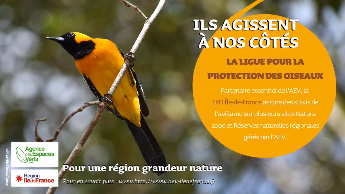 La Ligue pour la Protection des #Oiseaux (LPO) agit à nos côtés !
Partenaire indispensable de l'AEV, la <a href="/LPO_IledeFrance/">LPO Ile-de-France</a> assure des suivis de l'avifaune sur plusieurs sites <a href="/Natura2000IdF/">Natura 2000 Île-de-France</a> et Réserves naturelles régionales gérés par l'AEV... pour une région « grandeur nature » !🦉