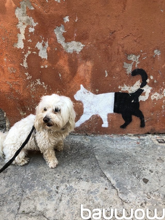 “A cat? Where?”
#PetsOfBauwow #TheDailyBark