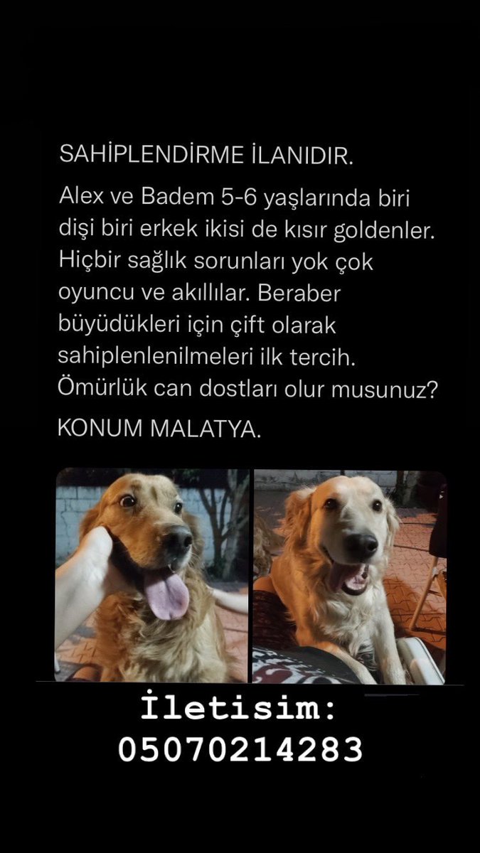 @babacakirr <a href="/basgansalbeni/">Head of the girls</a> <a href="/GozMeliha/">TC MELOŞ GÖZ</a> <a href="/uzaylitosi/">Tosi şişkodudak</a> <a href="/SuziOnline_blog/">SuziOnline</a> <a href="/sushithesarman/">suşi melahat</a> <a href="/tospikonline/">Tospik Online</a> malatya’da saglikli oyuncu ve kısır iki golden, mutlaka cikar isteyen birisi 🥺🥺 paylasir misiniz?