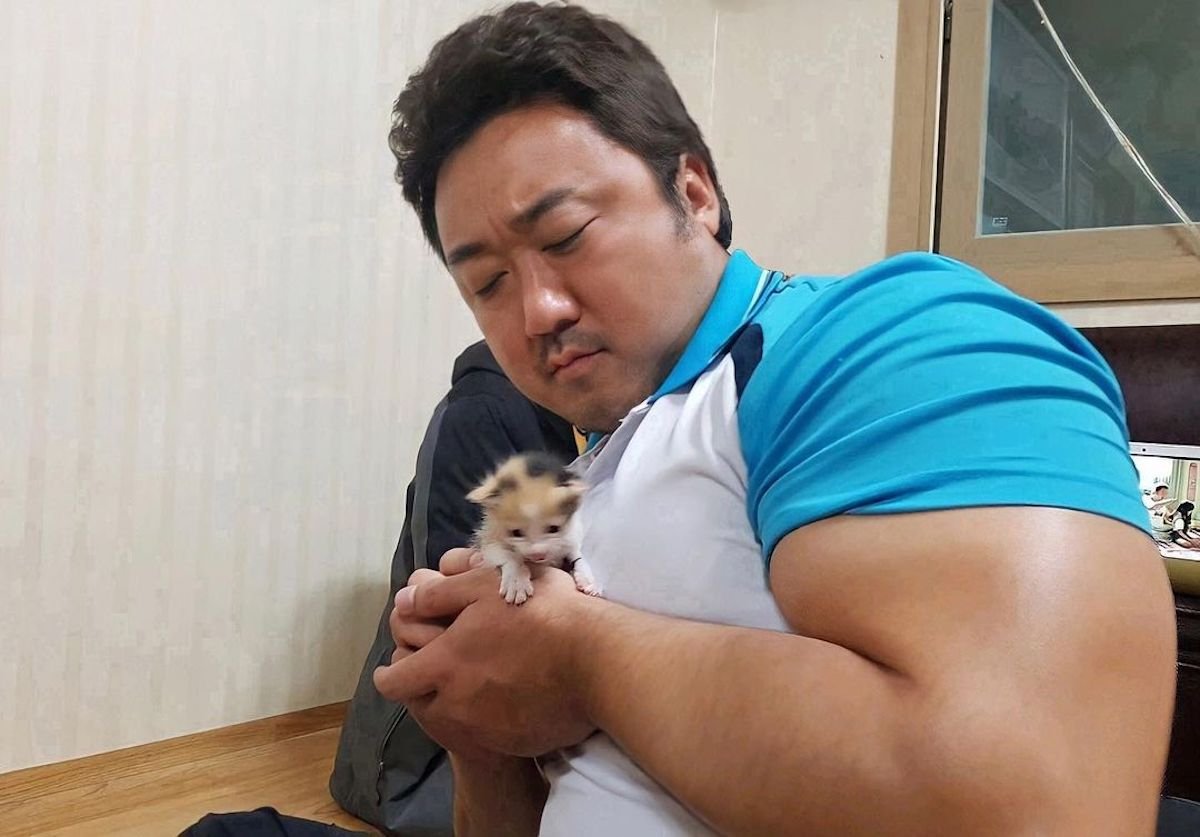 pecsOTD's tweet image. oh to be a tiny kitten held by Ma Dong-seok