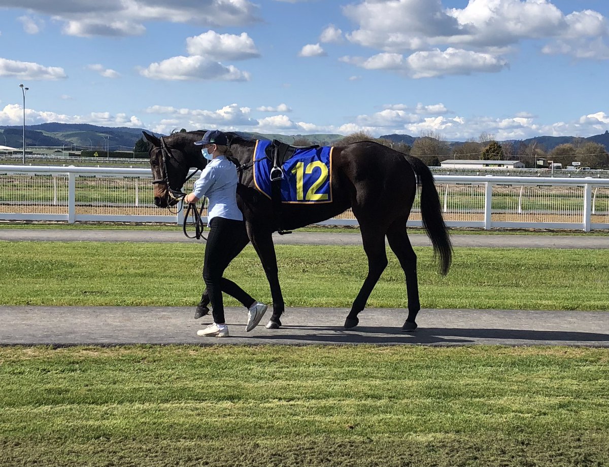 IAmLilyTheFilly's tweet photo. My first race track day; ready for action. What a cracking spring day https://t.co/ttlPJnUtjB