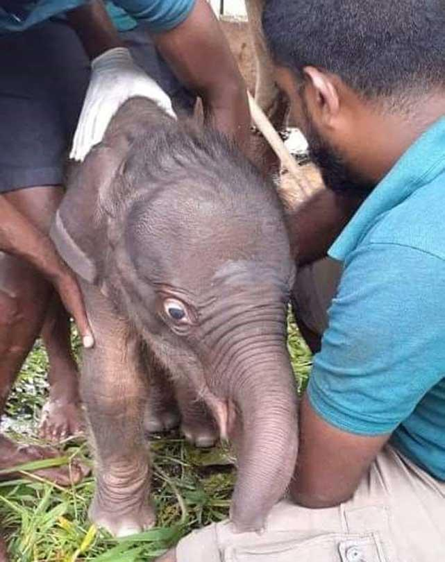 ChinaDaily's tweet photo. Sri Lanka's wildlife authorities on Tuesday said that a pair of twin baby #elephants were born at the Pinnawala Elephant Orphanage. https://t.co/62FZpOCjwV