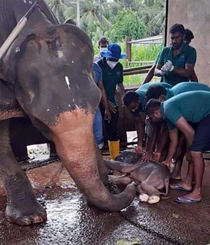ChinaDaily's tweet photo. Sri Lanka's wildlife authorities on Tuesday said that a pair of twin baby #elephants were born at the Pinnawala Elephant Orphanage. https://t.co/62FZpOCjwV