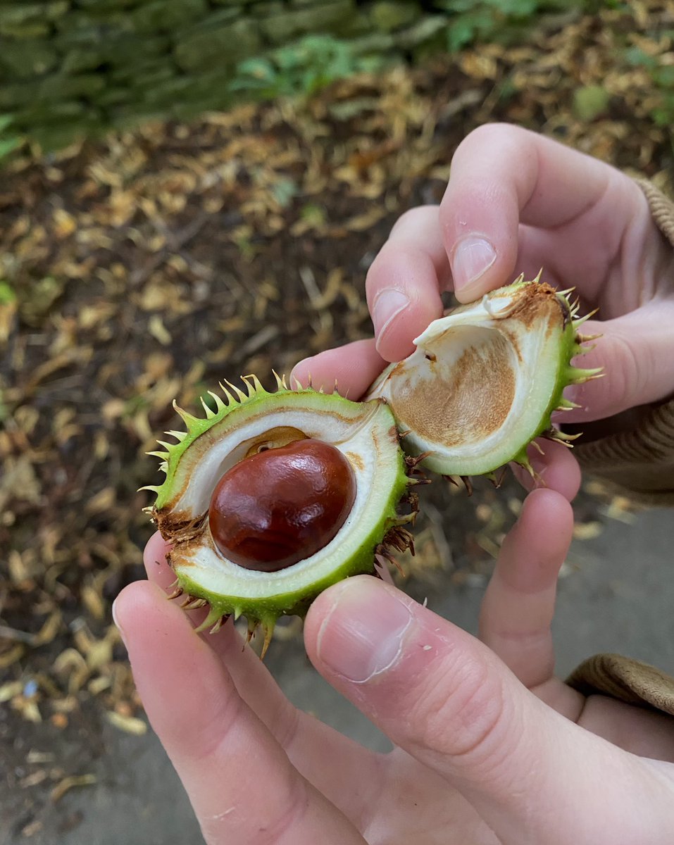 The boy found his first conker of Autumn he’s happy... #Autumn #conkers #365DaysWild #Nature #happyplace #noticenature