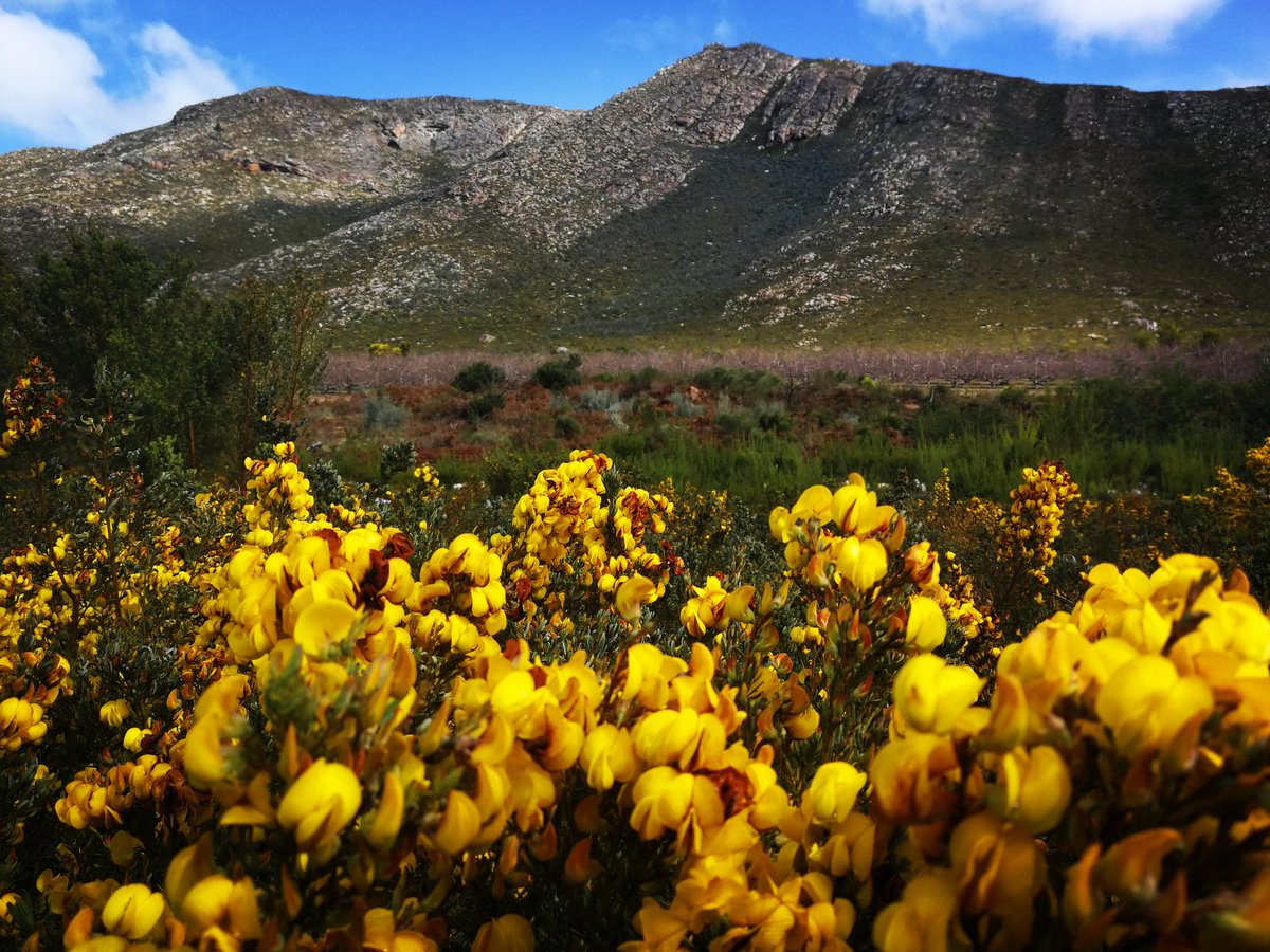 Gen_Theron's tweet photo. New project, new field site, new colleagues. Exciting times! #fieldwork #HoneybushTea #pollination #Cyclopia #SouthAfrica https://t.co/LGNW22eJ1N