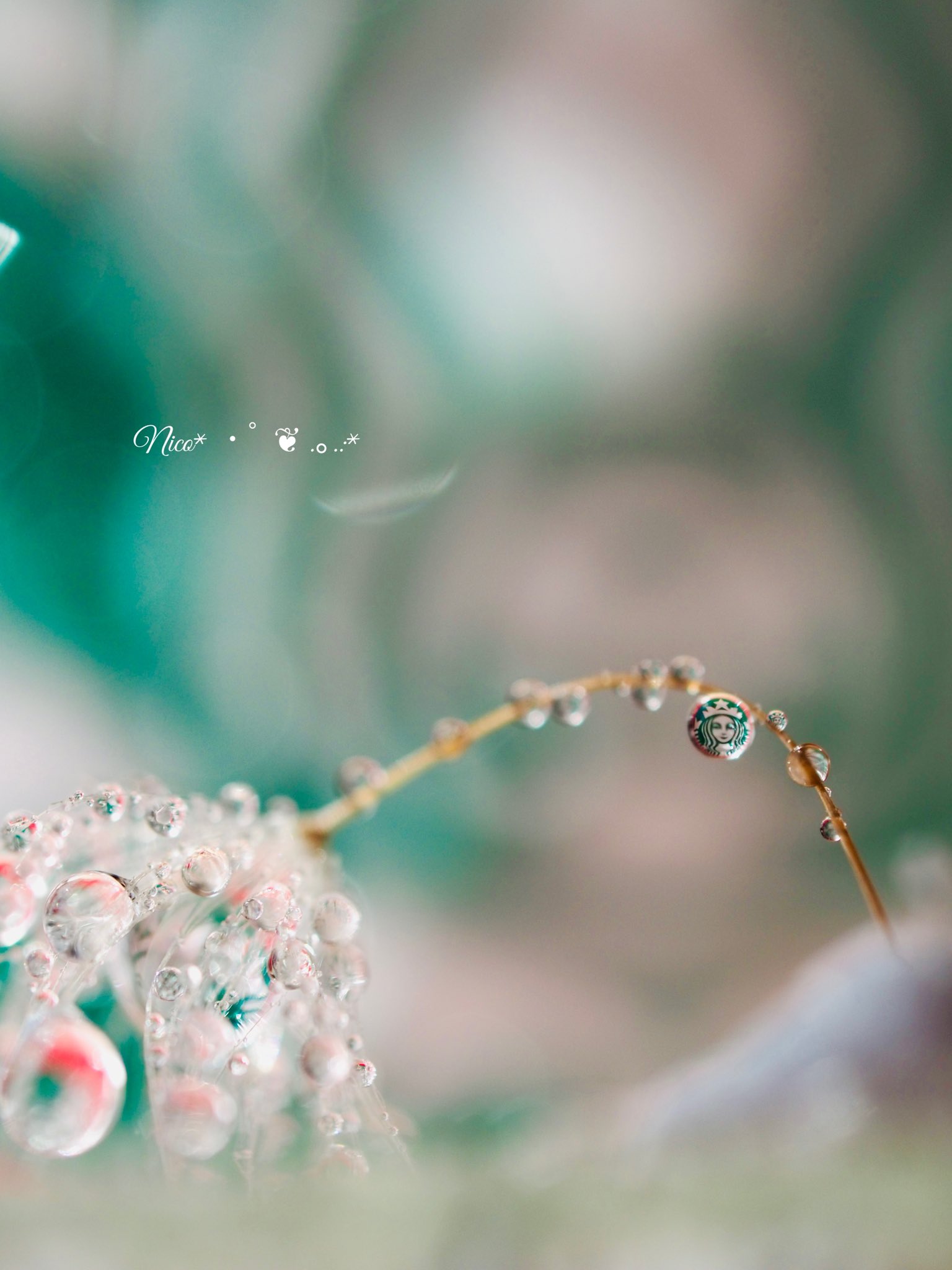 低脂肪パンプキンスパイスラテのレシピ