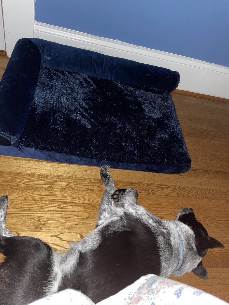 brown__hunter's tweet image. That’ll be the last $50 bed I buy you Gypsy.