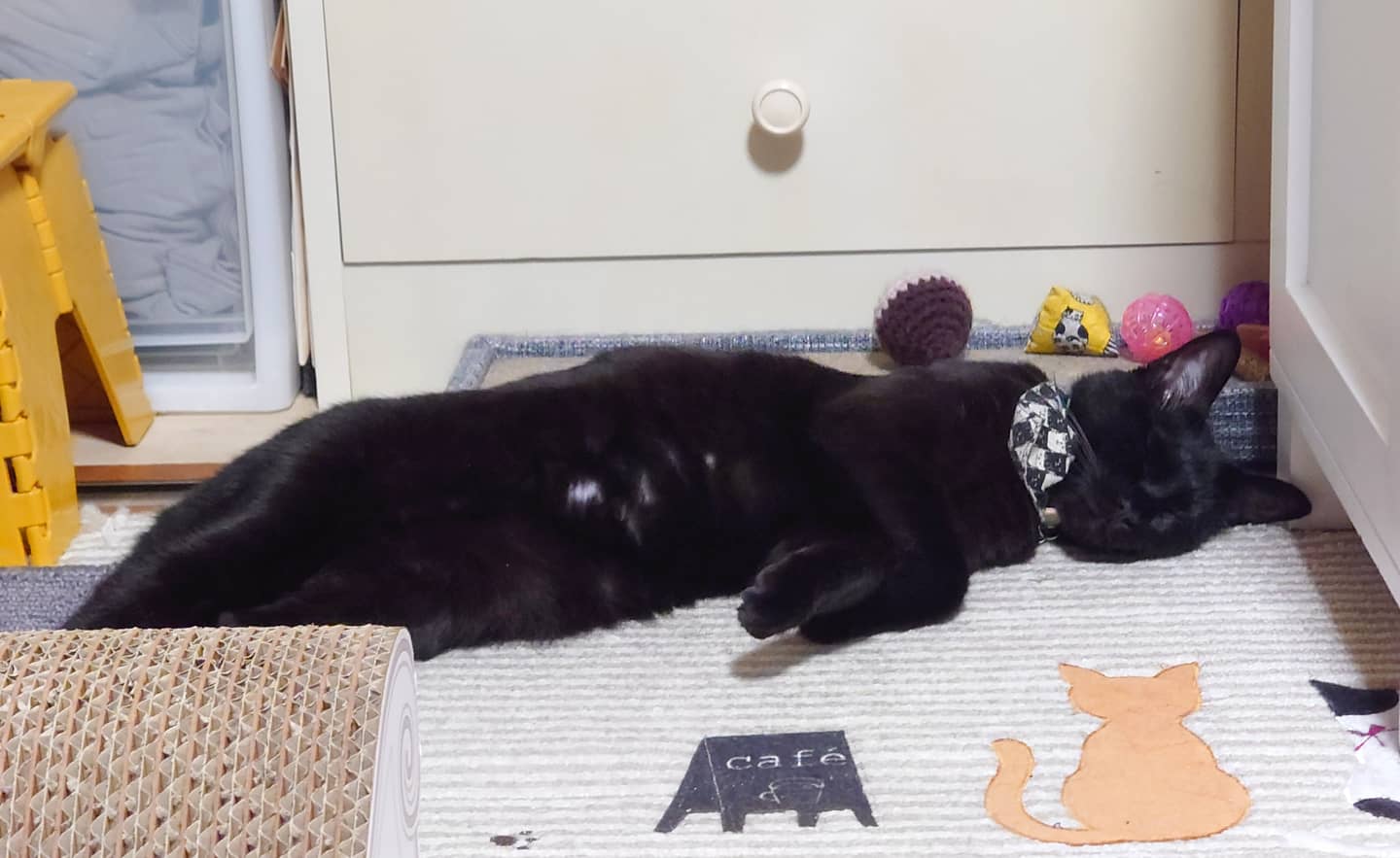 腹見せ猫 Twitter Search Twitter