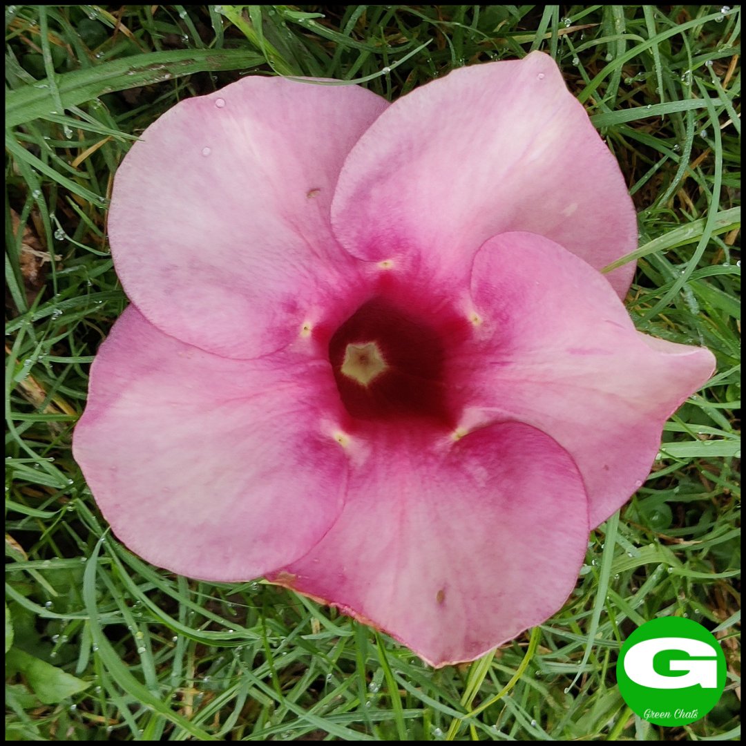 greenchats's tweet photo. Beautiful alamonda flower
Yellow and Pink
#alamonda #flowers #flowerphotography #flower #bestoftheday #viral #positivevibes #goodvibes #urbanjungle #urbangardening #urbangarden #indianplantgang #greenchats #flowerofsoul9 #growsip #myterracegarden #indianplantcommunity https://t.co/awaFTHUwGV