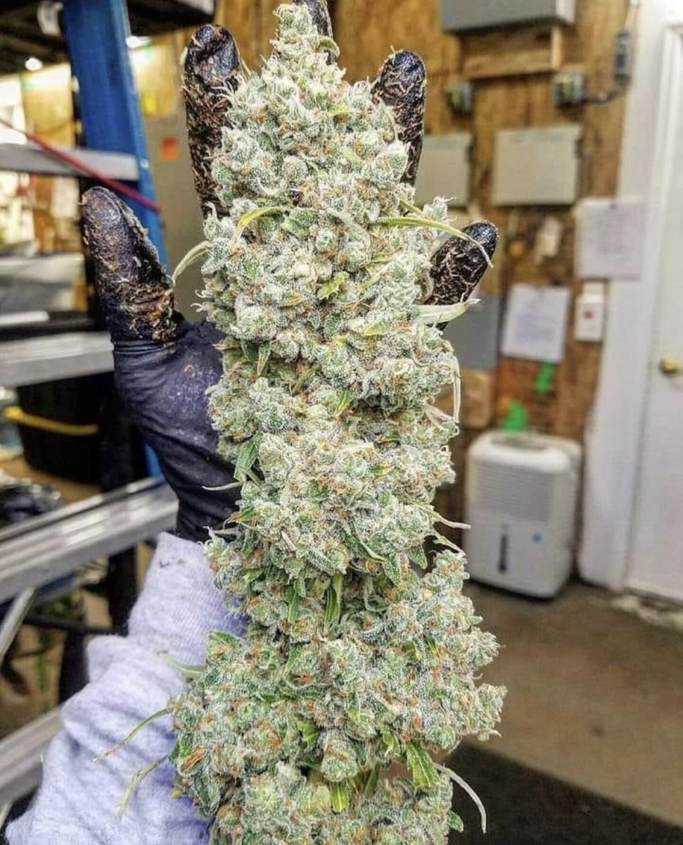WriteWeed's tweet image. The famous Jack Herrer!! #Mmemberville #IAmGDC #CannabisCommunity