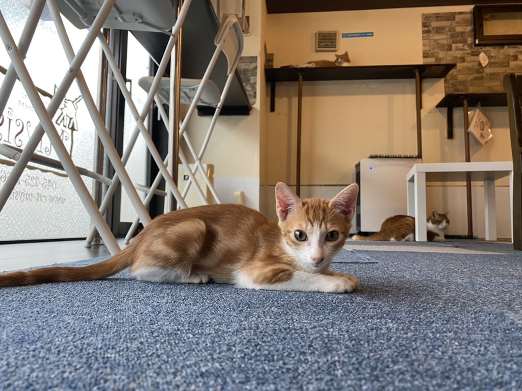 横浜 猫カフェミーシス Cat Miysis Twitter