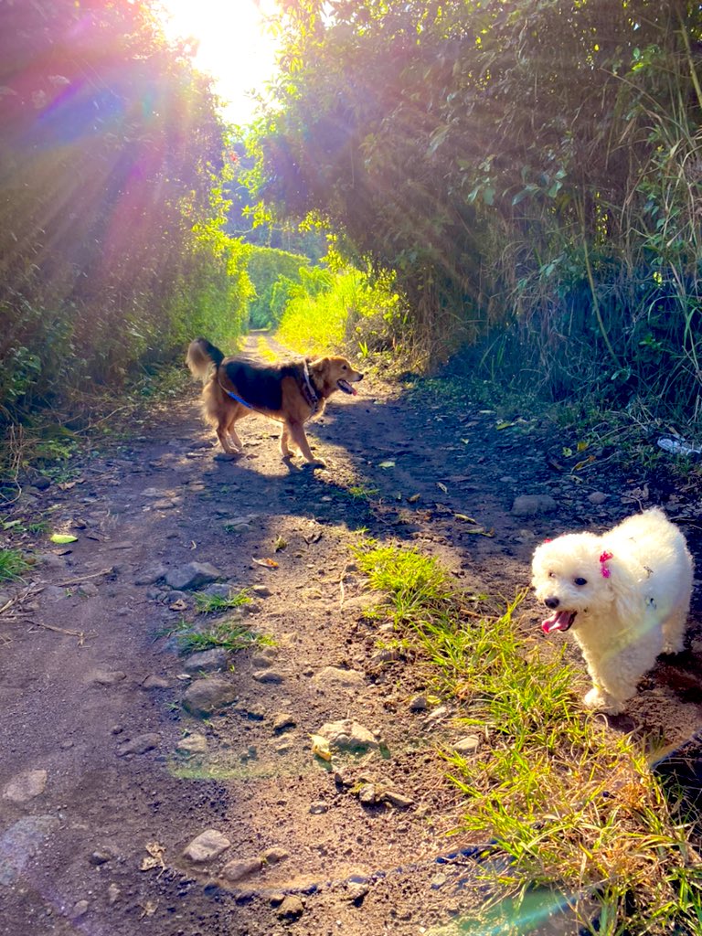 Simplemente mis perros son demasiado lindos