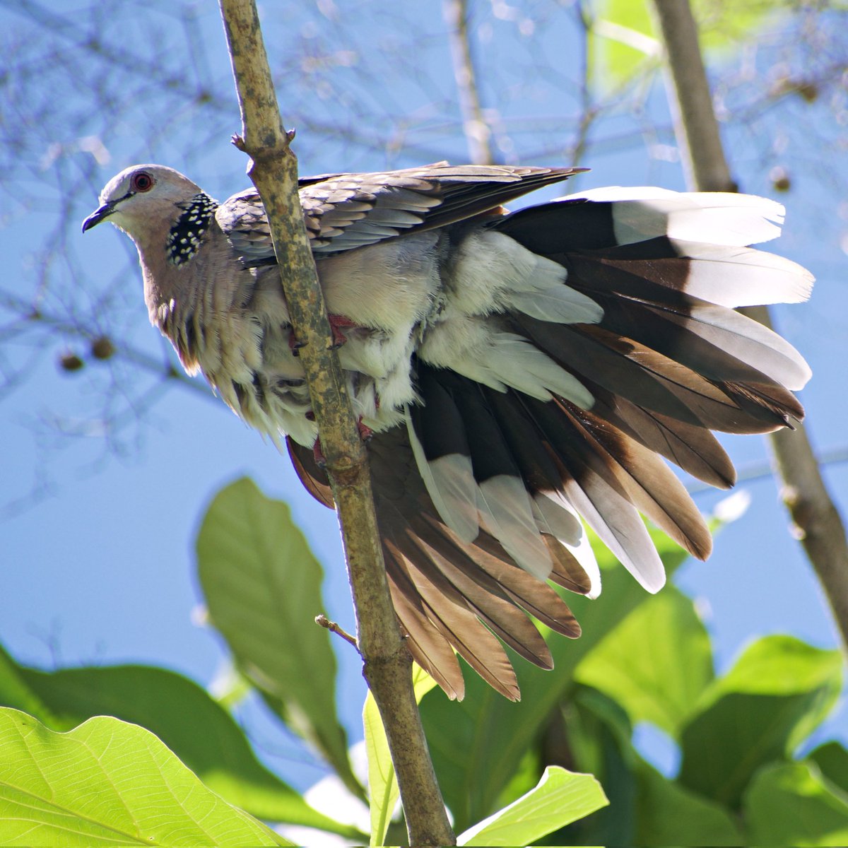 #IndiAves #IOTD <a href="/IndiAves/">IndiAves</a> #TribeIndiAves 
Hi guys...is the party still on... I just finished dressing:))