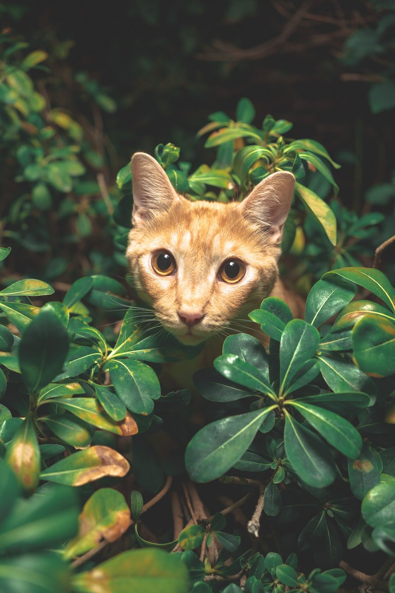 BitsPhotography's tweet photo. Happy Ginger Cat Appreciation Day~ Taking pics of Amanda's Sunshine in the backyard ❤️💛🧡 🐈 https://t.co/WtY2eBbFf6
