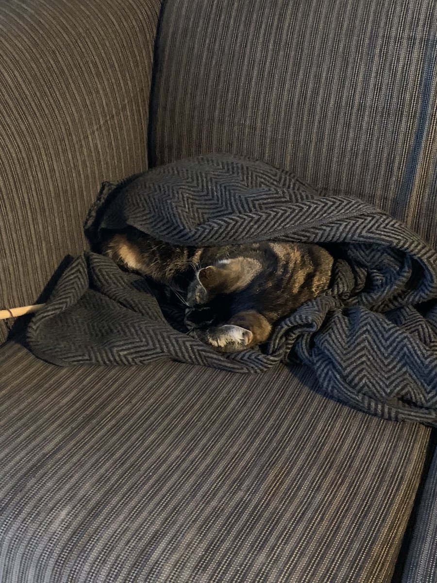 Here is my cat Spooky for your timeline. We love you!

#CatsOfTwitter #Caturday