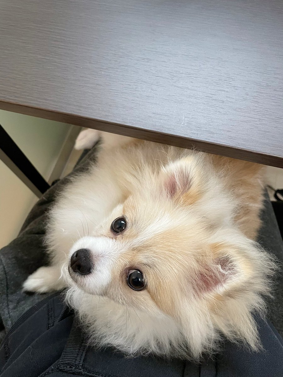 chikuwa_pome222's tweet photo. 在宅勤務してたら鼻で足ちょんちょんされたから抱っこしたら膝の上で寝始めたんだけど、いつそんなかわいいテクニック覚えたの？もう飼い主は一生ちくわの椅子になるわ…
(妻) https://t.co/tLrMsMtQal