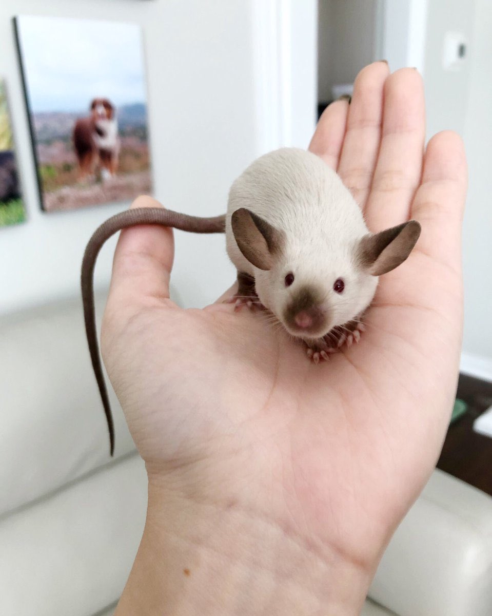 Reminder that siamese mice exist