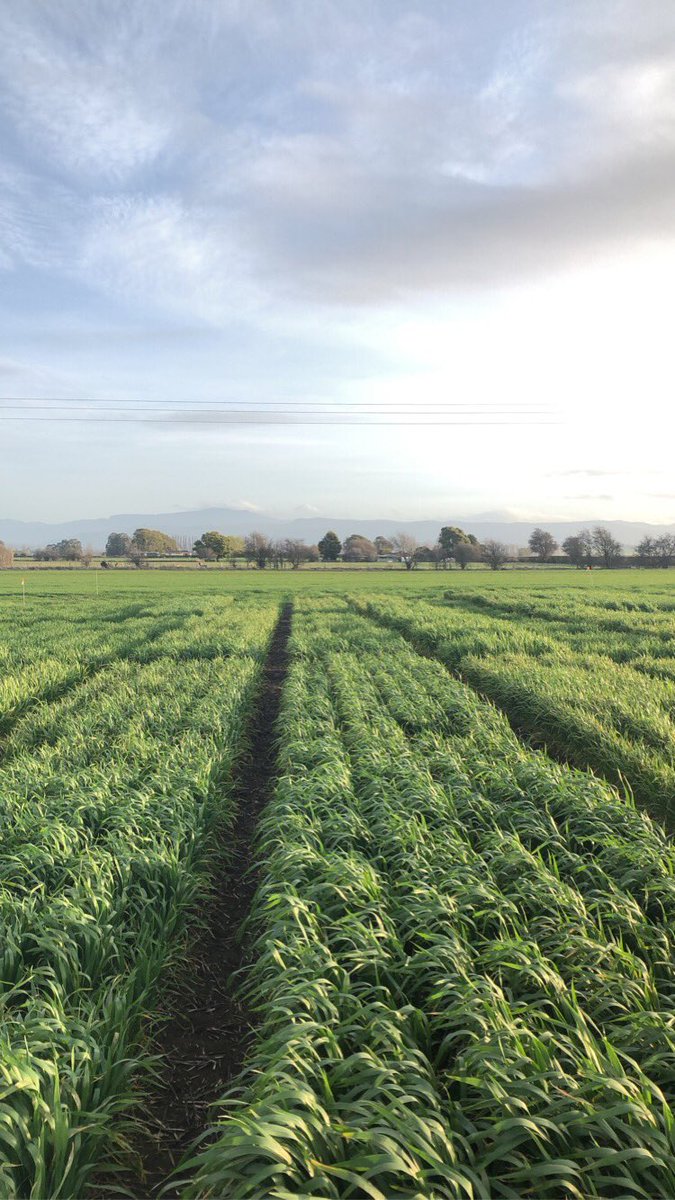 janadixon_'s tweet photo. Bringing the @WeedSmartAU Big 6 to Tassie! @SouthernFS &amp; @theGRDC project on managing annual ryegrass resistance, so Tassie doesn’t follow the same resistance footsteps as it’s mainland friends.
✅ Diverse rotations 
✅ Mix &amp; Rotate 
✅ Stopping seed set
✅ Crop Competition 
?? https://t.co/0JRLH7oAvP