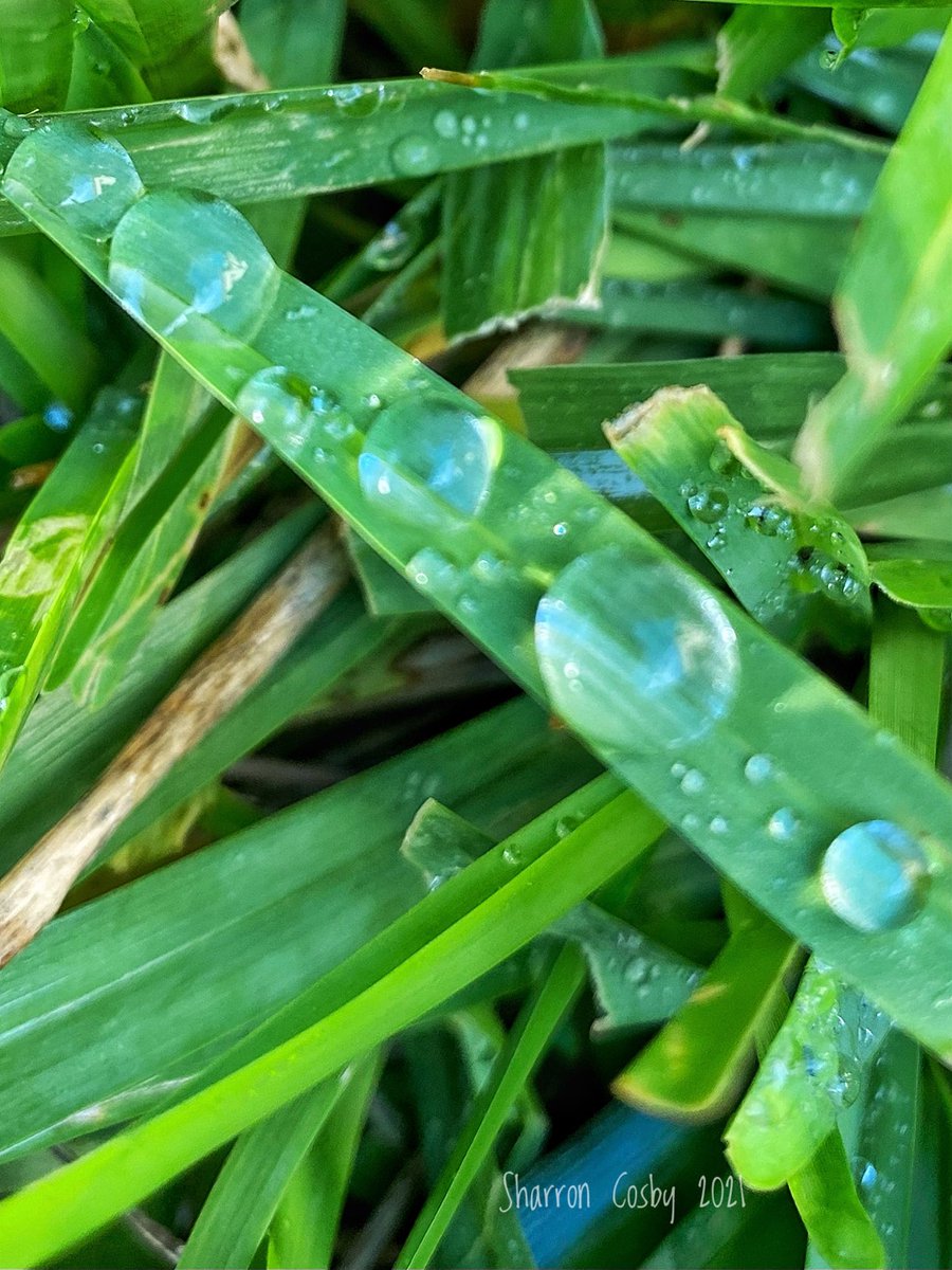 CosbySharron's tweet photo. Look closely and you can see my reflection in the raindrops. #raindrops #reflections https://t.co/aKhIFq683H