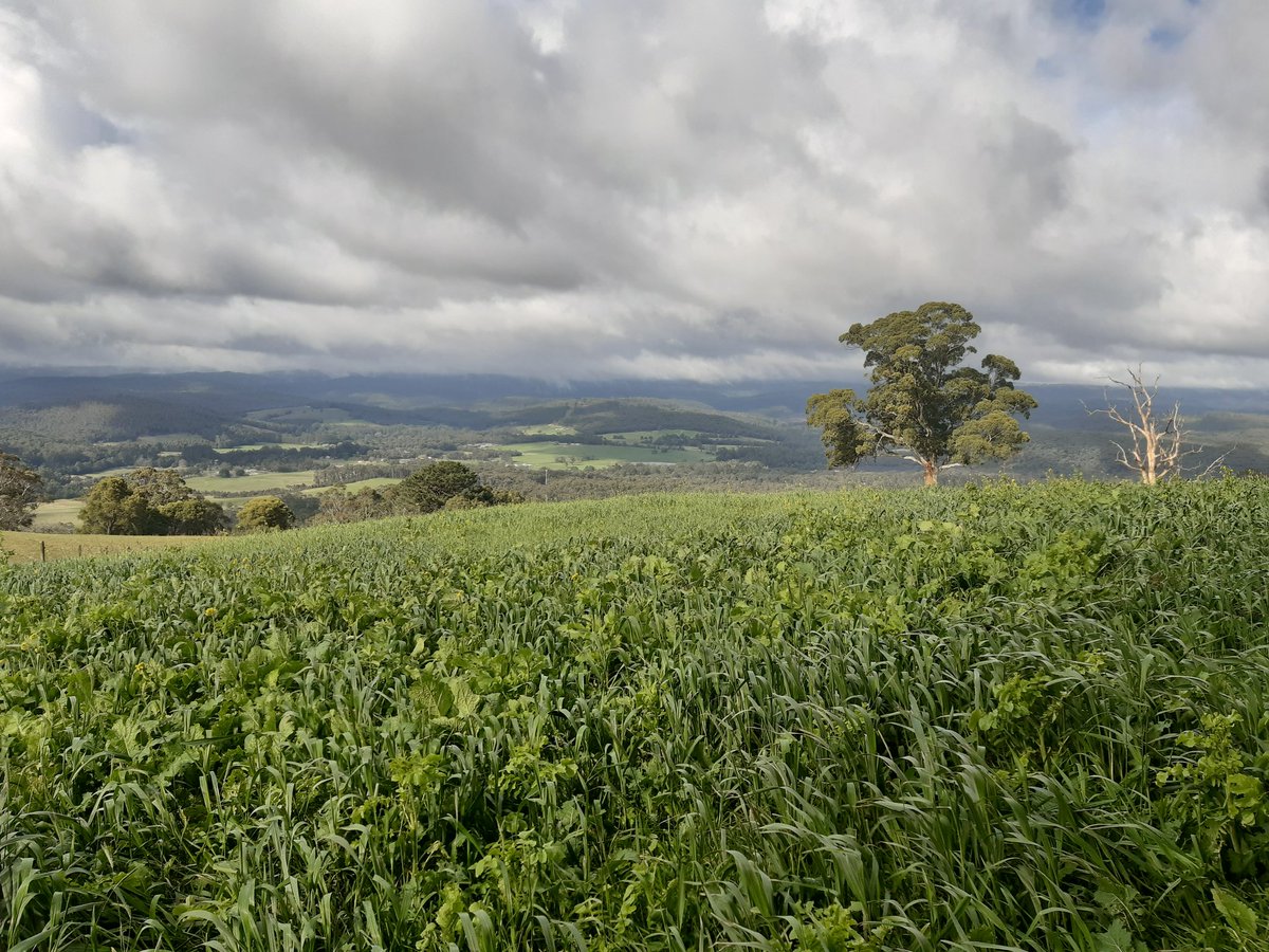 Aus Cover Cropping tweet media