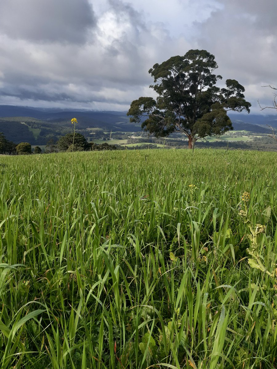 Aus Cover Cropping tweet media