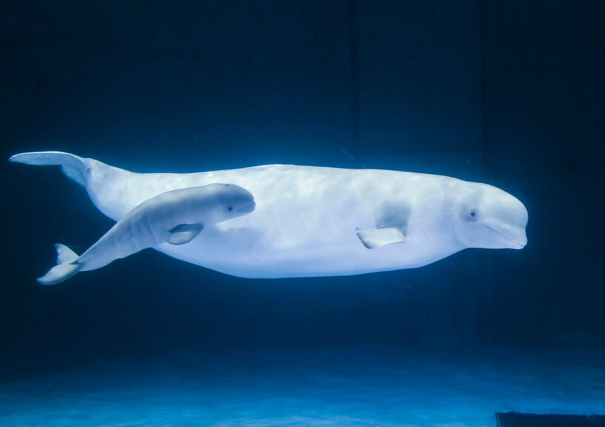たいき ドルフィン系垢 Taikidolphin Twitter