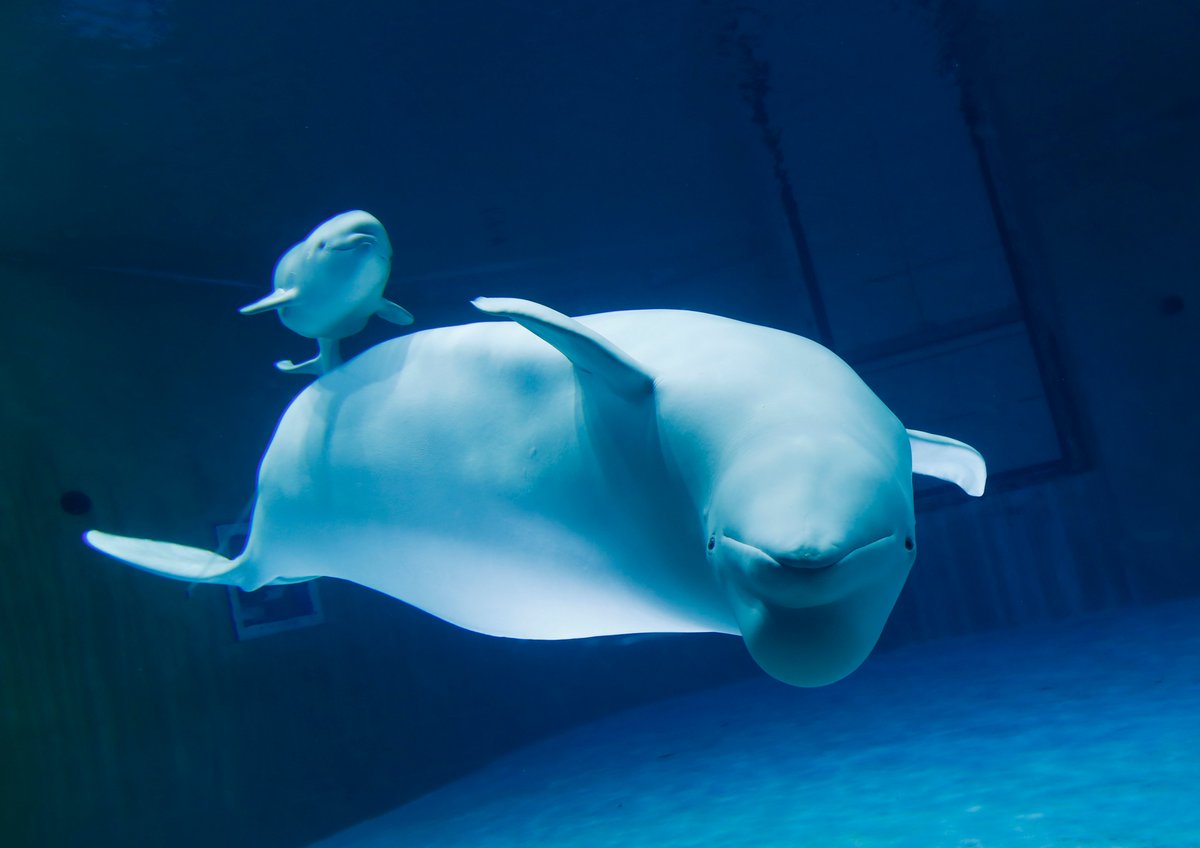 たいき ドルフィン系垢 Taikidolphin Twitter