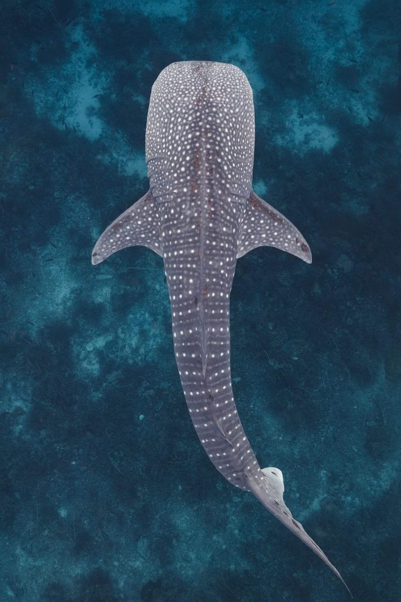 TheHarvardPost's tweet image. Do you know what species this is &amp;amp; what it is called in your language? Comment below
Some clues:
🌊 Known as the gentle giants of the ocean
⚠️ They are endangered
🚨 Main threats they face are fisheries, bycatch losses, demand for shark fins, liver oil, skin &amp;amp; meat, pollution.