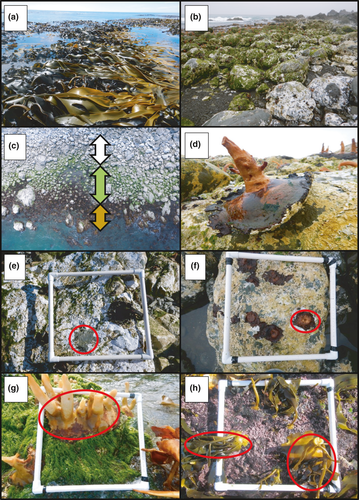 Cascading impacts of earthquakes and extreme heatwaves have destroyed populations of an iconic marine foundation species onlinelibrary.wiley.com/doi/10.1111/dd…