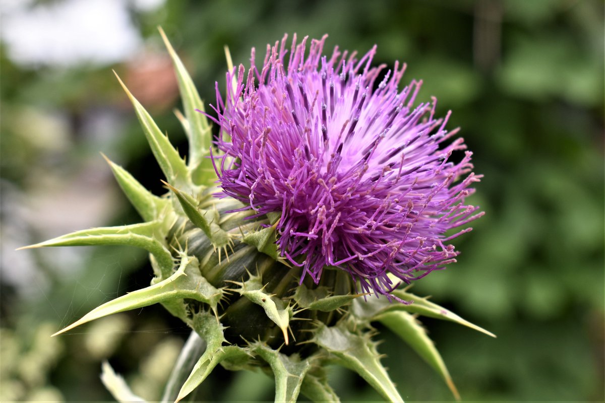 HSderSchreiber's tweet image. Die #Mariendistel ist laut #Ursel_Bühring ihr größter Leberschutz. Die schöne Distel ist die wichtigste Heilpflanze bei #Lebererkrankungen. Zubereitungen der den Samen helfen auch bei Müdigkeit und Juckreiz.