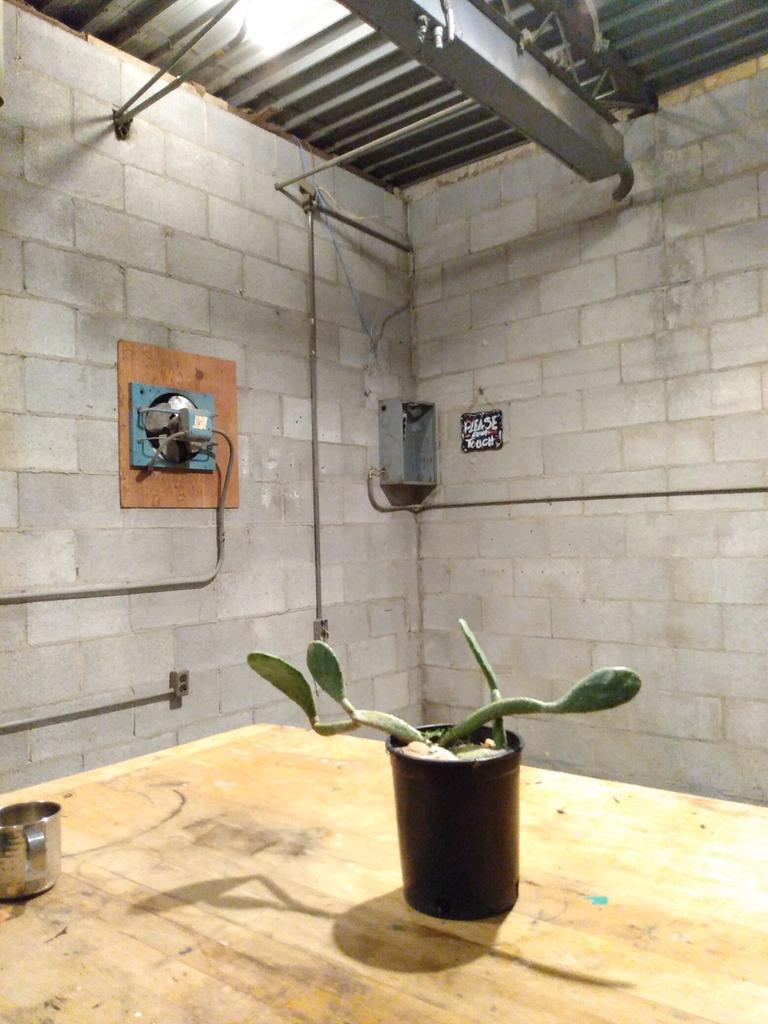 CorkyCox's tweet image. #pricklypearcactus #Cactus from texas the stools i made for the home bar and im cutting it up. The #draftingtable is a #brooklynny made #stacor with a #maple n well used tilt top.  New / old place for #design and general arting off #ArtistOnTwitter #designthinking #artshare 🏜️🦉