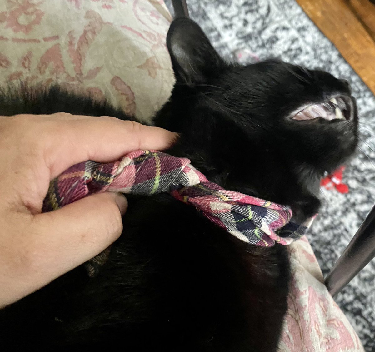 Galaxy Xippy Rodriguez tweet media