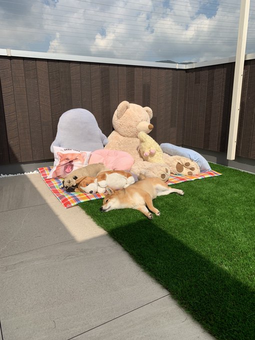 shunkannews's tweet photo. 間違い探しかな？ぬいぐるみの天日干しに馴染むパグと柴犬　違和感なさすぎて愛らしさあふれる日向ぼっこに｜BIGLOBEニュース https://t.co/3ZfkOqcpZv https://t.co/cMaKtwHT3B