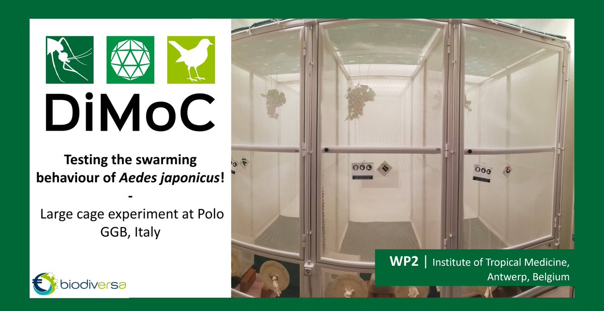 DiMoC (@dimoc11) on Twitter photo Preparing the cages to make it as cosy as possible for our bush mosquito <a href="/PoloGGB/">Polo GGB</a> <a href="/ITMantwerp/">Institute of Tropical Medicine Antwerp</a>
Via <a href="/infravec2/">Infravec2</a>, we can collaborate with PoloGGB and use their CL2 large cages to test the swarming behaviour of Aedes japonicus.
#DiMoC #BiodivERsA3 Preparing the cages to make it as cosy as possible for our bush mosquito <a href="/PoloGGB/">Polo GGB</a> <a href="/ITMantwerp/">Institute of Tropical Medicine Antwerp</a>
Via <a href="/infravec2/">Infravec2</a>, we can collaborate with PoloGGB and use their CL2 large cages to test the swarming behaviour of Aedes japonicus.
#DiMoC #BiodivERsA3