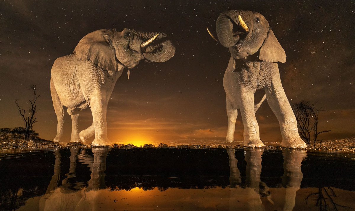 RhinoAfrica's tweet photo. Like ghosts in the night, elephants have amazing ability to move discreetly despite their size!

📷: Clint Ralph https://t.co/6cOOHcPfFq