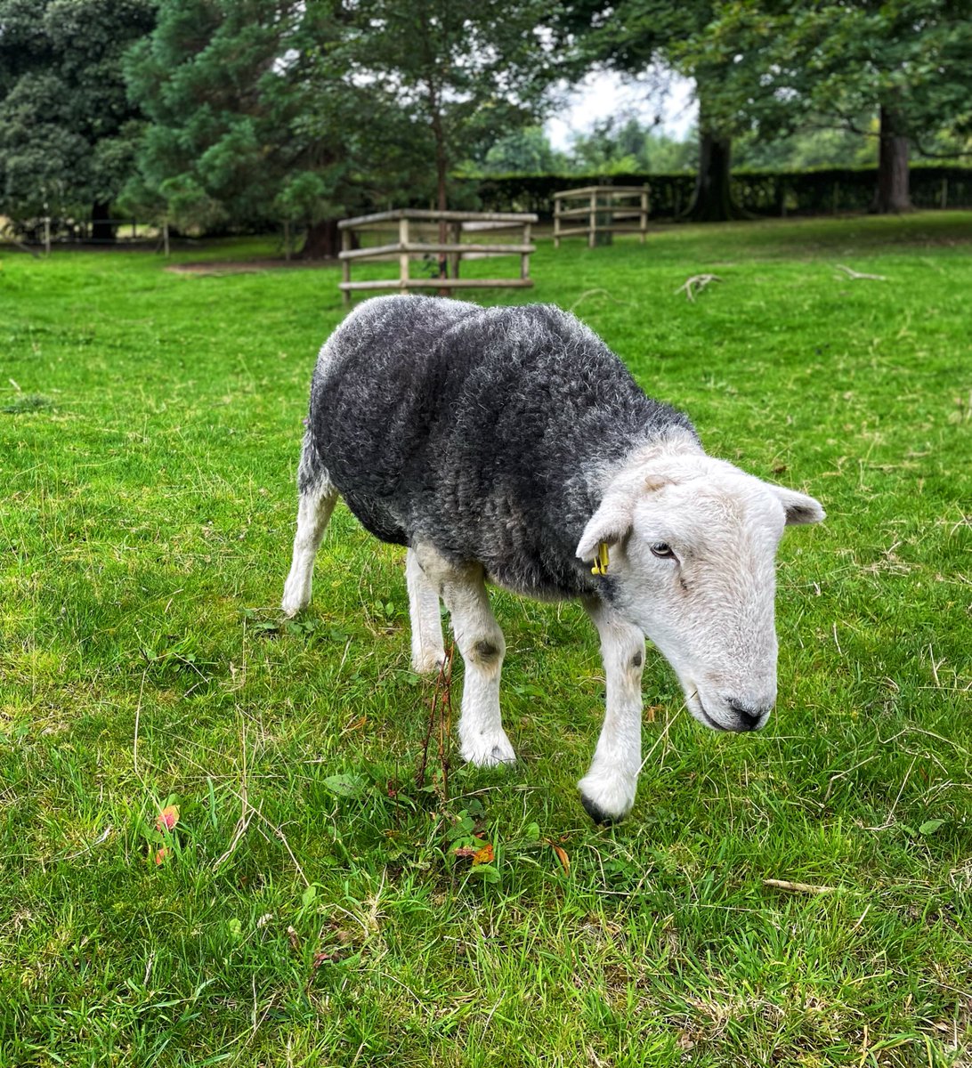 Keswick boot co tweet media