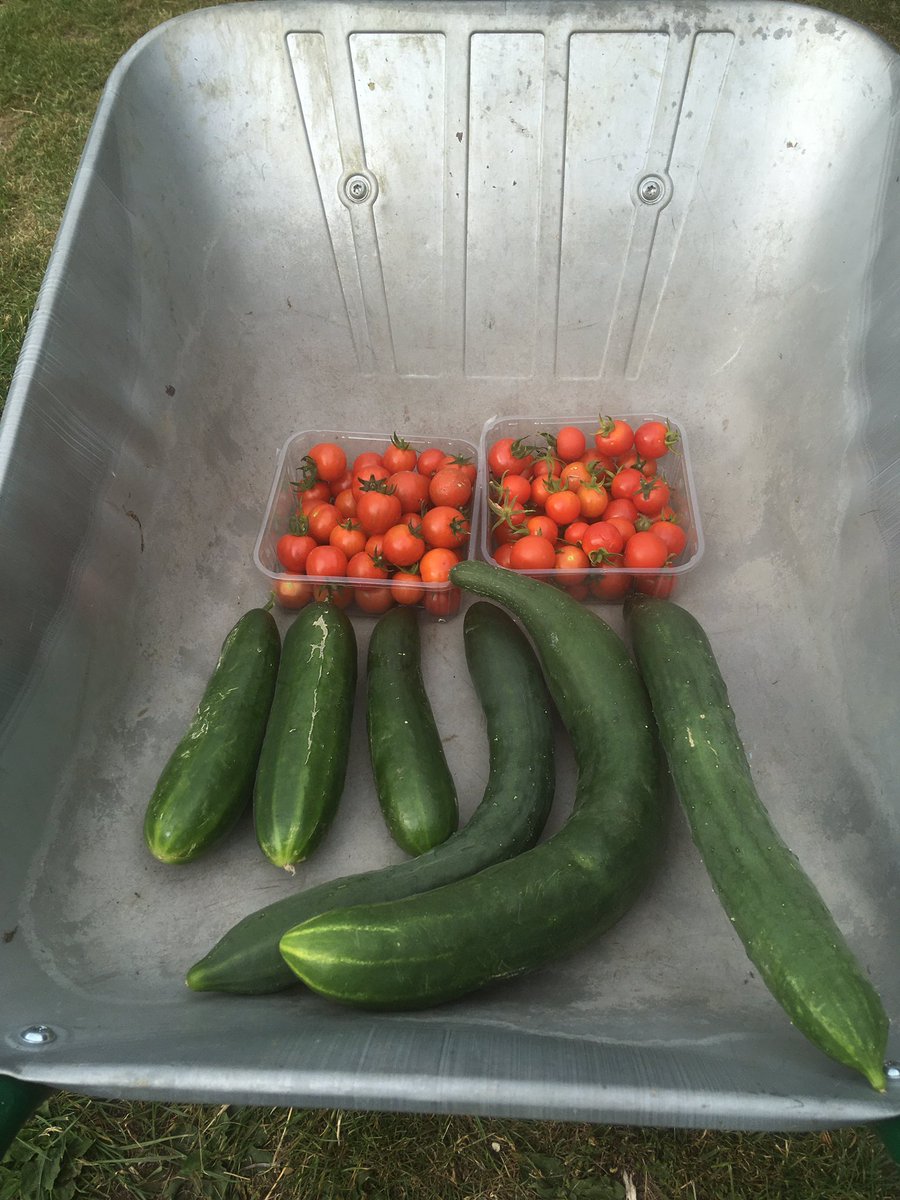 <a href="/FourfieldsSc/">Fourfields Primary</a> we will Shine and Dine today supported by fresh produce from our school garden.
@RHSSchools <a href="/ZephaniahLindo/">Zephaniah Lindo</a> <a href="/VegSchoolMeals/">Self Sufficient Schools</a>