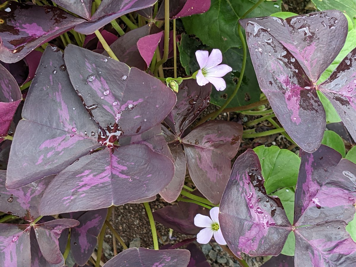 オキザリス トリアングラリス