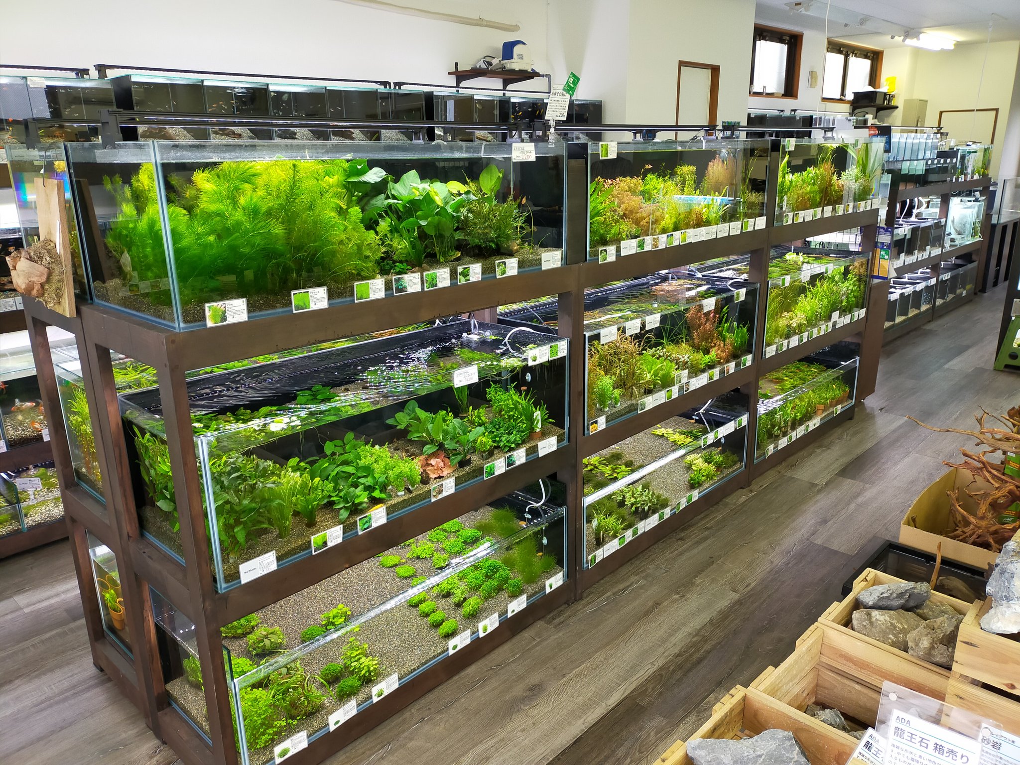 水草の 有 永代熱帯魚 Mizukusa Eitai Twitter