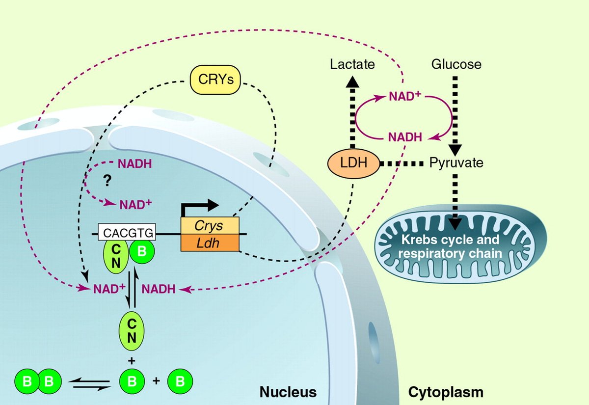 SRBR_Outreach's tweet photo. #ThrowbackThursday to 2002. Mcknight and colleagues hypothesize that #circadian rhythms are initimately connected with metabolic #rhythms (https://t.co/7jJe3WPQEG) @AnnualReviews #mouseclock #metabolism #clocks https://t.co/b29va1iJVb