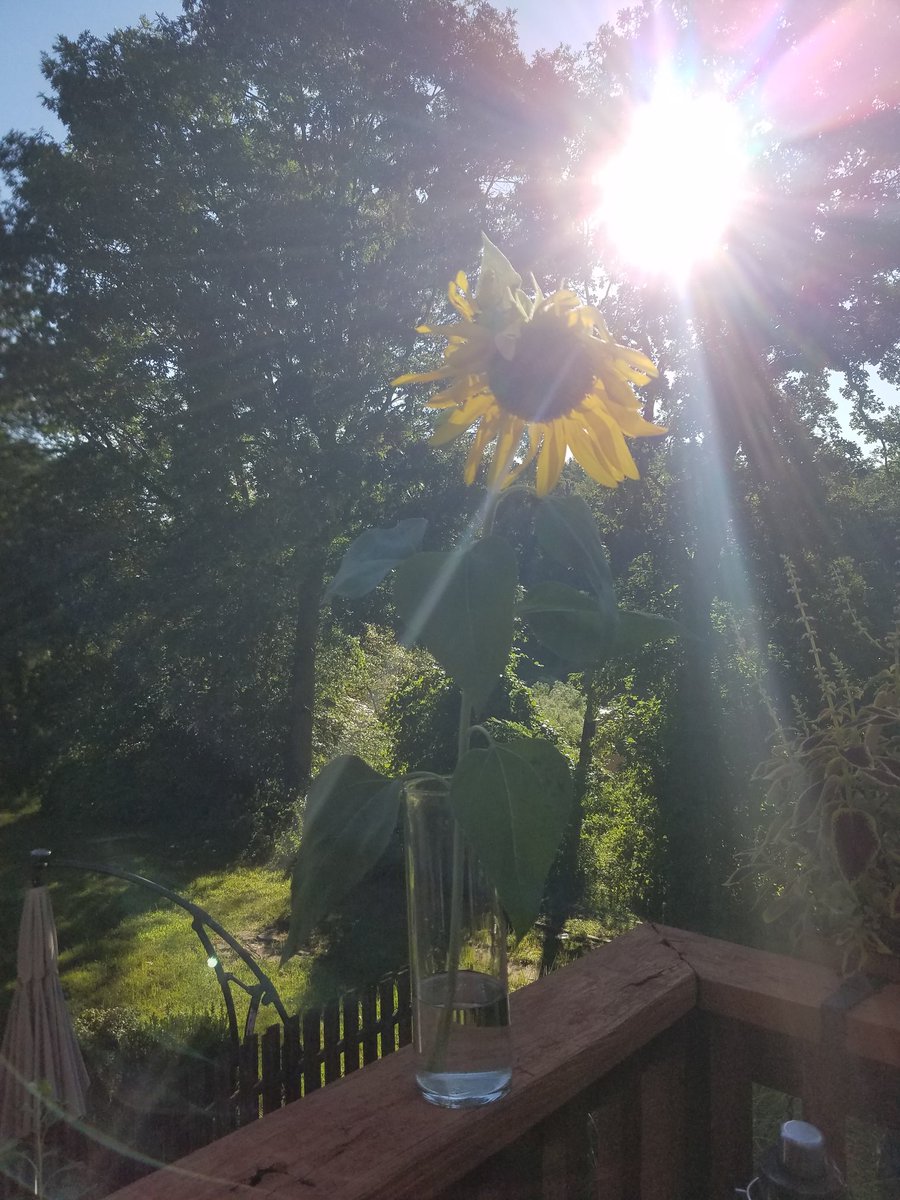 featuresgirl's tweet photo. One of my Braddock sunflowers snapped in the storm, so I put it in a vase and will bring it inside @LeviFetterman @giselefetterman https://t.co/8lyLO6gRZM