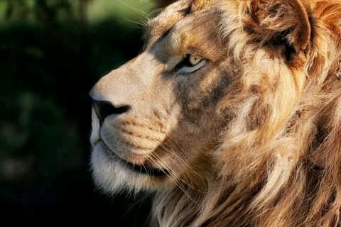 KiharaMachatha's tweet photo. The king of the jungle https://t.co/10QEQuREmY