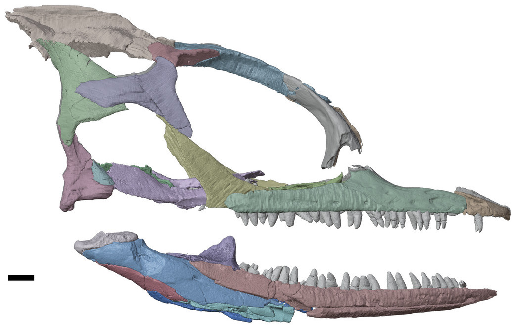 CIA_UCL's tweet photo. More amazing fossil research from the UCL CIA- By CT scanning this fossil from the Jurassic of Skye, Susan Evans and colleagues revealed the anatomy of 𝑀𝑎𝑟𝑚𝑜𝑟𝑒𝑡𝑡𝑎 𝑜𝑥𝑜𝑛𝑖𝑒𝑛𝑠𝑖𝑠 and uncovered its place in the repitile family tree https://t.co/CCuCErkwHC https://t.co/IHrhpJOzXS
